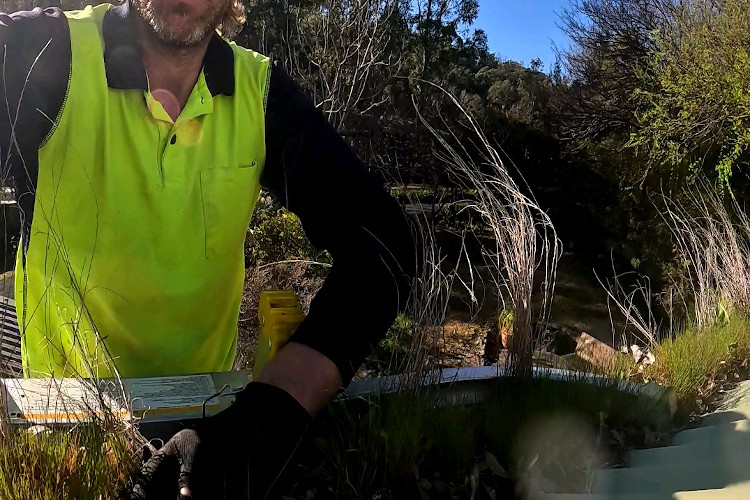 
Amidst portstephens, a green uprising in the gutters, cleaner on standby.