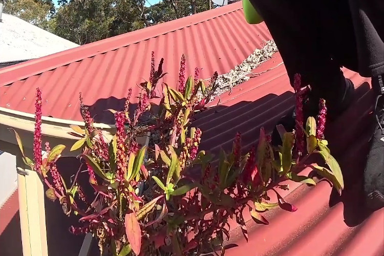 
A sight to remember: vivid red plants in the guttering, cleaning poised to begin.