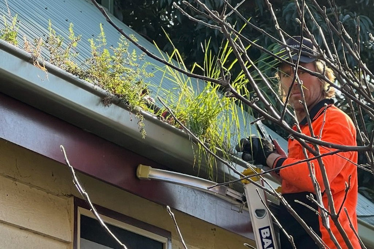 
Seasoned expert in gutter cleaning in portstephens makes direct eye contact through the vibrant gutter plant growth.