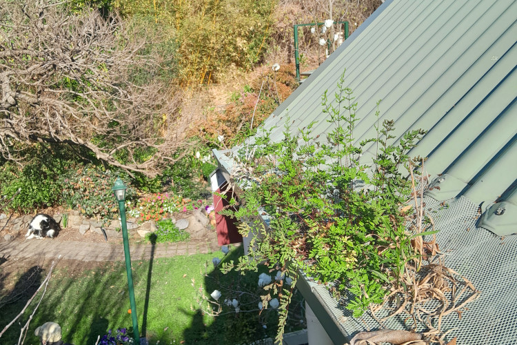 
Vigorous plants force their way through a gutter guard in portstephens, urging a cleaning.