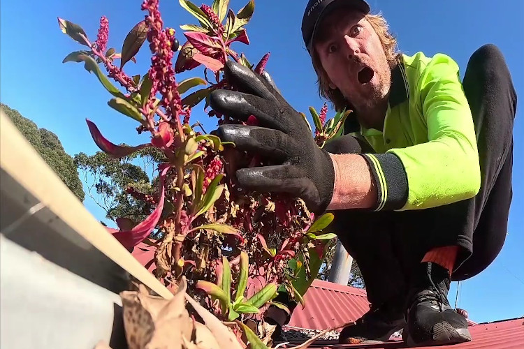 
Gutter cleaner in portstephens amazed by the sight of lovely plants blooming from the guttering.