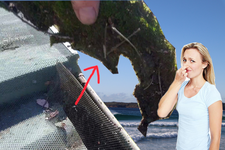portstephens Gutter Cleaning Service Eliminates Moss Under Gutter Guard, Local Woman Holds Nose Due to Odor