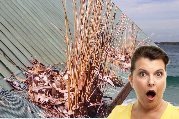 
Gutter Guard Overrun by Plants: portstephens Woman`s Astonished Expression